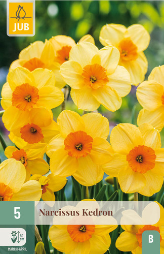 X   5 NARCISSUS KEDRON 12/14