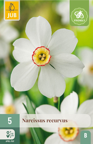 X   5 NARCISSUS RECURVUS 12/14