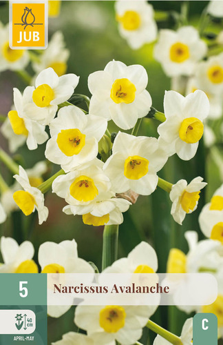 X   5 NARCISSUS AVALANCHE 13/15