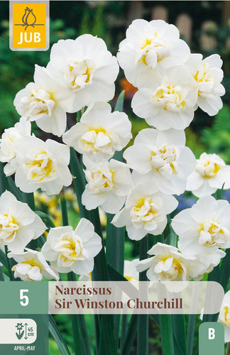 X   5 NARCISSUS SIR WINSTON CHURCHILL 12/14