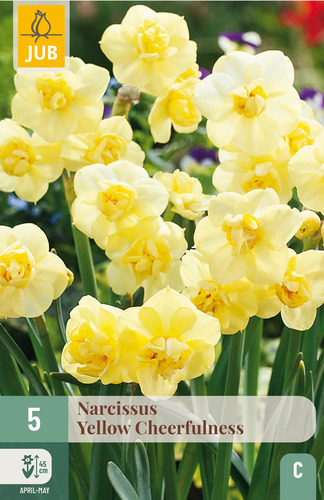 X   5 NARCISSUS YELLOW CHEERFULNESS 12/14