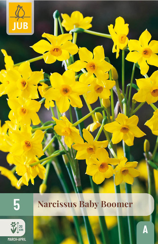 X   5 NARCISSUS BABY BOOMER 10/12