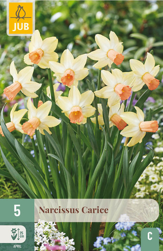 X   5 NARCISSUS CARICE 12/14