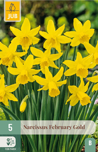 X   5 NARCISSUS FEBRUARY GOLD 12/14