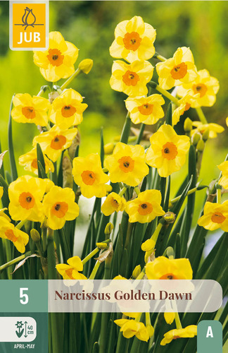 X   5 NARCISSUS GOLDEN DAWN 12/14