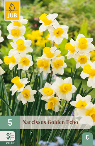 X   5 NARCISSUS GOLDEN ECHO 12/14