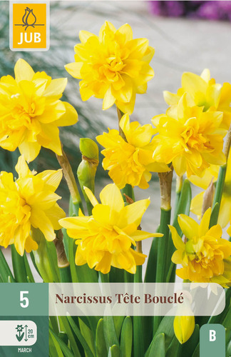 X   5 NARCISSUS TÊTE BOUCLÉ 11/12
