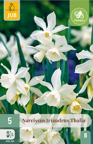 X   5 NARCISSUS TRIANDRUS THALIA 10/12