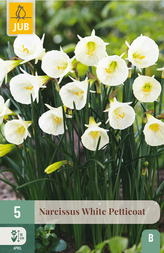X   5 NARCISSUS WHITE PETTICOAT 6/8