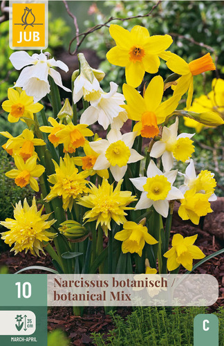X 10 NARCISSUS BOTANISCH MIX 10/12