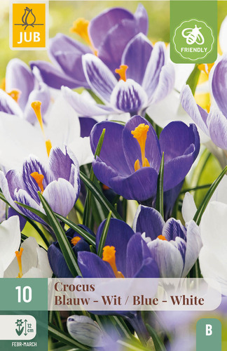 X 10 CROCUS BLAUW - WIT MIX 8/9