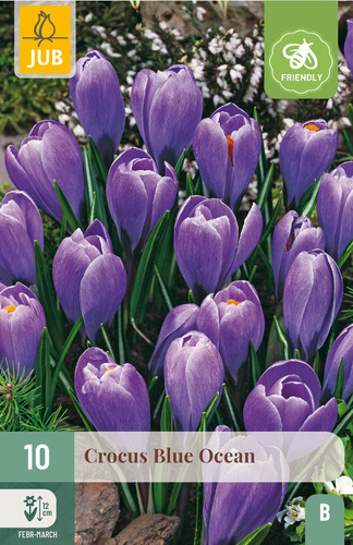 X 10 CROCUS BLUE OCEAN 8/9