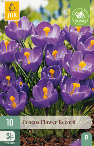 X 10 CROCUS FLOWER RECORD 8/9