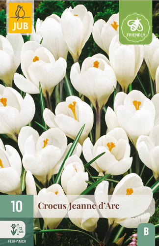 X 10 CROCUS JEANNE DARC 8/9