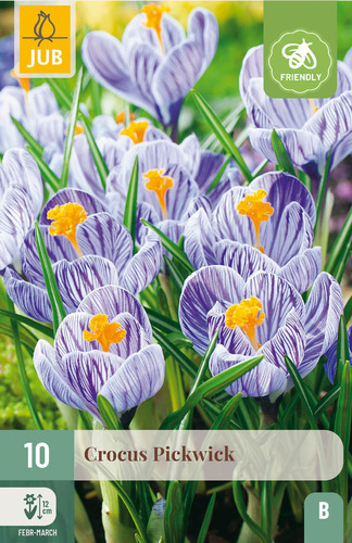 X 10 CROCUS PICKWICK 8/9