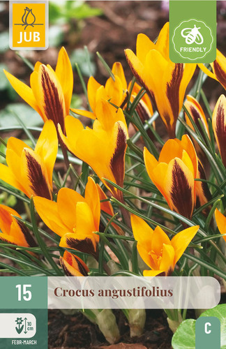 X 15 CROCUS ANGUSTIFOLIUS 5/+
