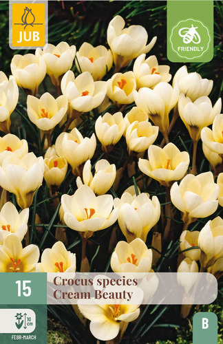 X 15 CROCUS CREAM BEAUTY 5/+