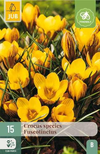 X 15 CROCUS FUSCOTINCTUS 5/+