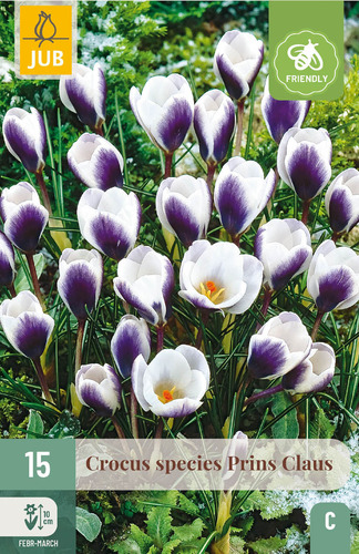 X 15 CROCUS PRINS CLAUS 5/+