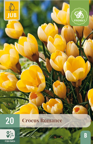 X 20 CROCUS ROMANCE 5/+