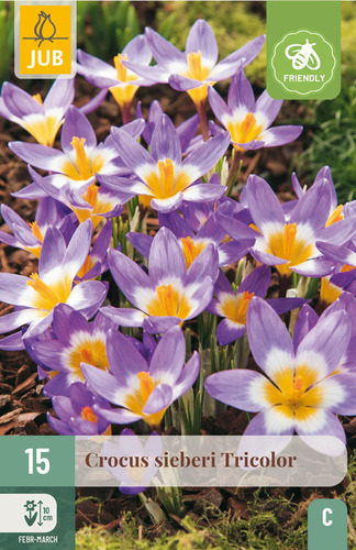 X 15 CROCUS SIEBERI TRICOLOR 5/+