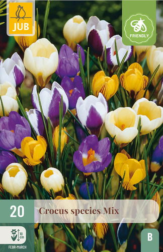 X 20 CROCUS SPECIES MIX 5/+