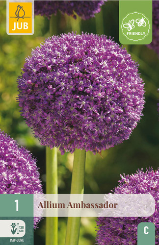 X   1 ALLIUM AMBASSADOR 18/20