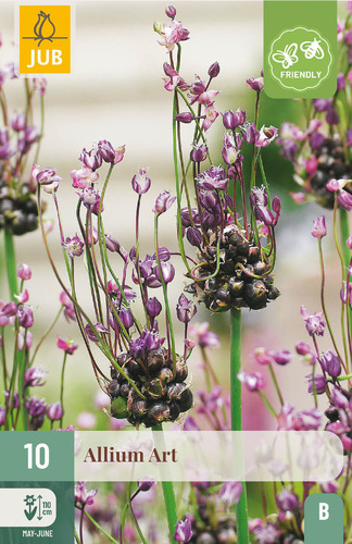 X 10 ALLIUM ART 5/+