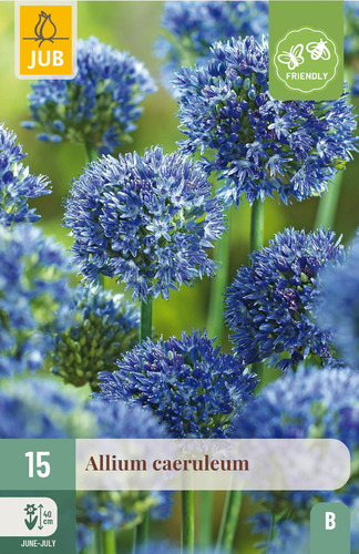 X 15 ALLIUM CAERULEUM 4/5
