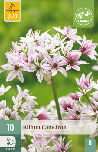 X 10 ALLIUM CAMELEON 4/+