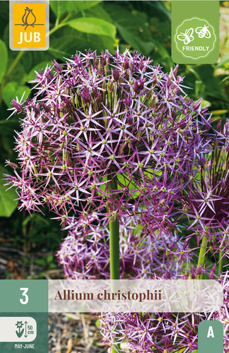 X   3 ALLIUM CHRISTOPHII 12/14