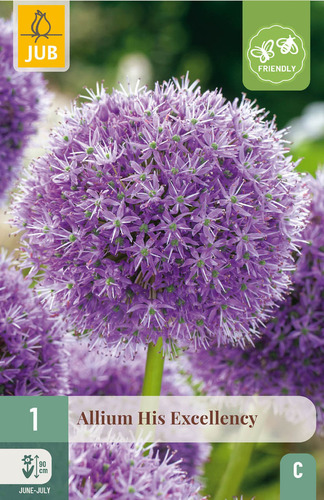 X   1 ALLIUM HIS EXCELLENCY 18/20