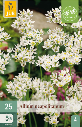 X 25 ALLIUM NEAPOLITANUM 4/+