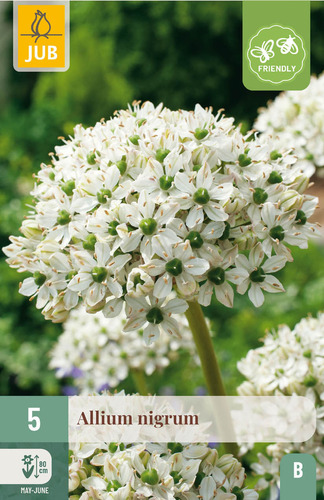 X   5 ALLIUM NIGRUM 10/12