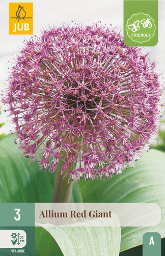 X   3 ALLIUM RED GIANT 12/14