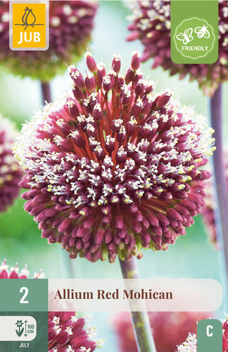 X   2 ALLIUM RED MOHICAN 10/+