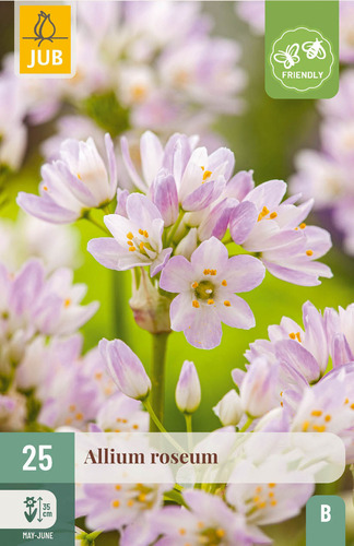 X 25 ALLIUM ROSEUM 4/5