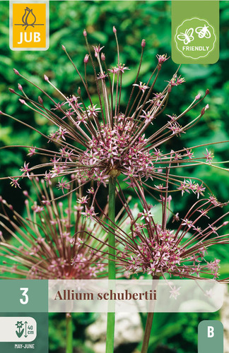 X   3 ALLIUM SCHUBERTII 10/12
