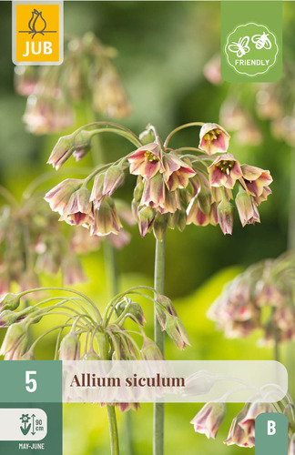 X   5 ALLIUM SICULUM 10/12