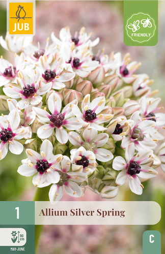 X   1 ALLIUM SILVER SPRING 10/+