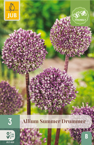 X   3 ALLIUM SUMMER DRUMMER 12/+