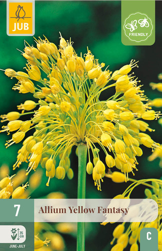X   7 ALLIUM YELLOW FANTASY 6/+