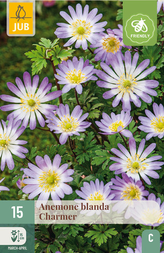 X 15 ANEMONE BLANDA CHARMER  5/+