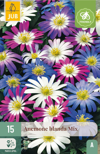 X 15 ANEMONE BLANDA MIX 5/+