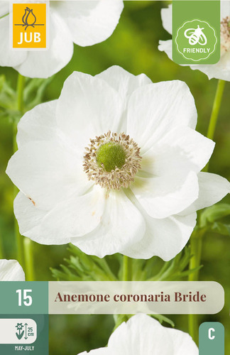 X 15 ANEMONE CORONARIA BRIDE 5/6