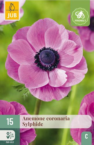 X 15 ANEMONE CORONARIA SYLPHIDE 5/6