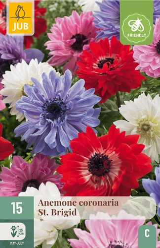 X 15 ANEMONE CORONARIA ST. BRIGID 5/6