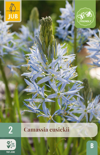 X   2 CAMASSIA CUSICKII 14/+