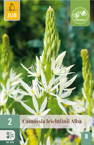 X   2 CAMASSIA LEICHTLINII ALBA 14/+
