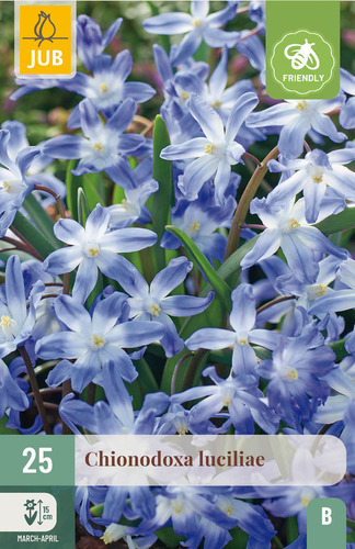 X 25 CHIONODOXA LUCILIAE 5/+